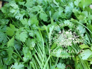 coriander