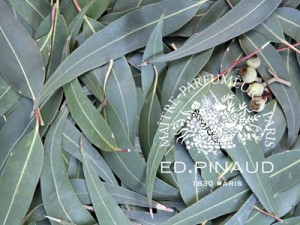 eucalyptus