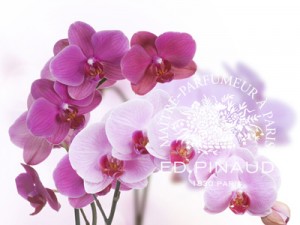 orchid