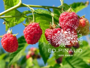 raspberry