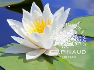 white water lily